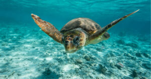 Sea Turtle