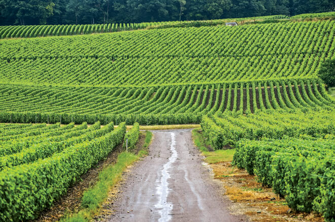 Champagne Vineyard, France