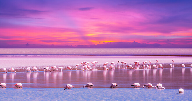 Flamingos, Bolivia