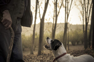 Truffle Hunting Dog