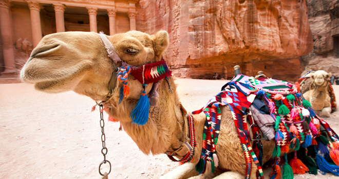 Colourful Camel at Petra