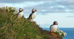 Atlantic Puffin Iceland