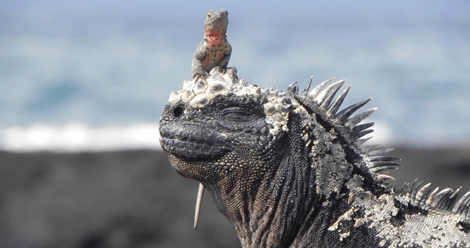 Marine Iguana and Lava Lizard