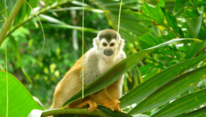 Monkey-Manuel Antonio