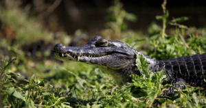 Caiman, Peruvian Amazon