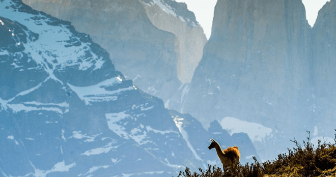 Guanaco, Torres del Paine National Park, Chile