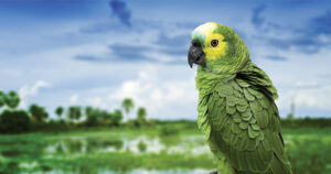 Bird in the Brazilian Amazon