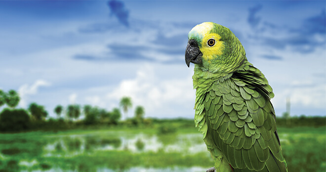 Bird in the Brazilian Amazon