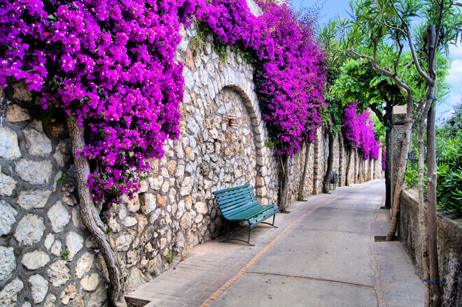 Colourful Flowers in Capri