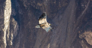 Flight of the Condor, Colca Canyon