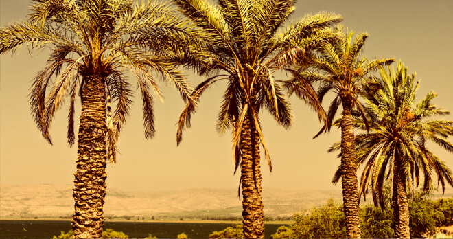 Date Palms along the Sea of Galilee