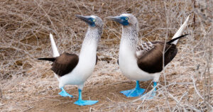 Blue Footed Boobies, Galapagos, Ecuador