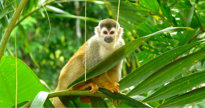 Squirrel Monkey in Manuel Antonio National Park