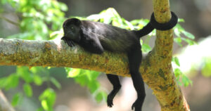 Howler Monkey, Guancaste