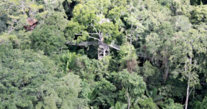 Inkaterra Aerial View of Canopy