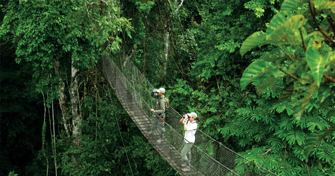 Canopy Walkway