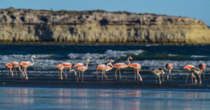 Puerto Madryn Flamingos