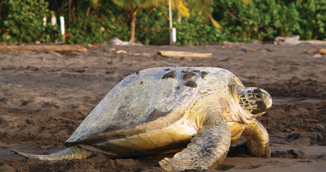 Sea Turtle, Tortuguero National Park