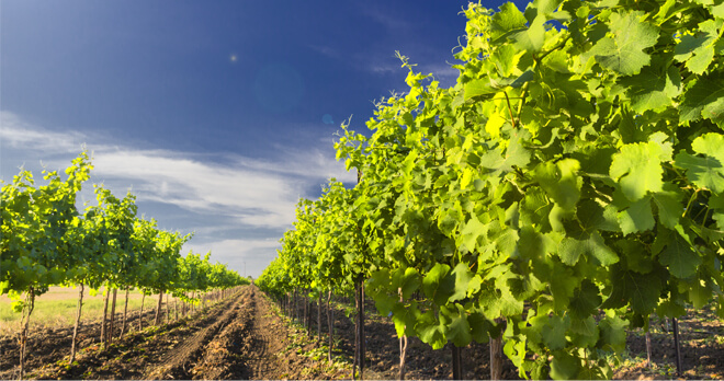 Vineyard in Israel