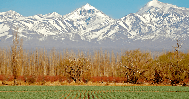 Vineyard in Mendoza