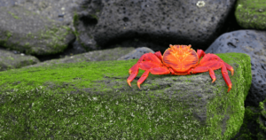 The Sally Lightfoot Crab, Galapagos