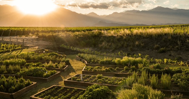 The Vines Resort & Spa – Mendoza, Argentina