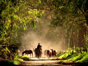 Hacienda Horseback