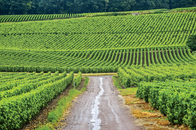 Champagne Vineyard, France