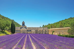 Lavender Rows, Provence, France