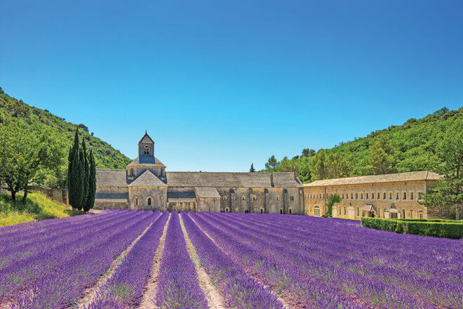 Lavender Rows, Provence, France