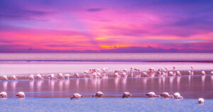 Flamingos in Bolivia